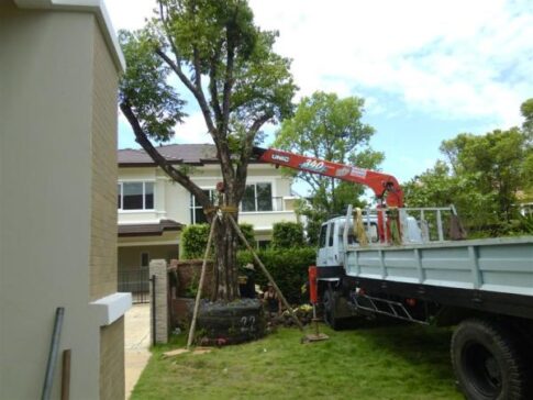 งานขุดล้อมต้นไม้-03