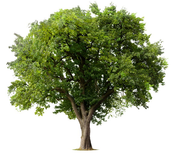 sell-tree_267376982