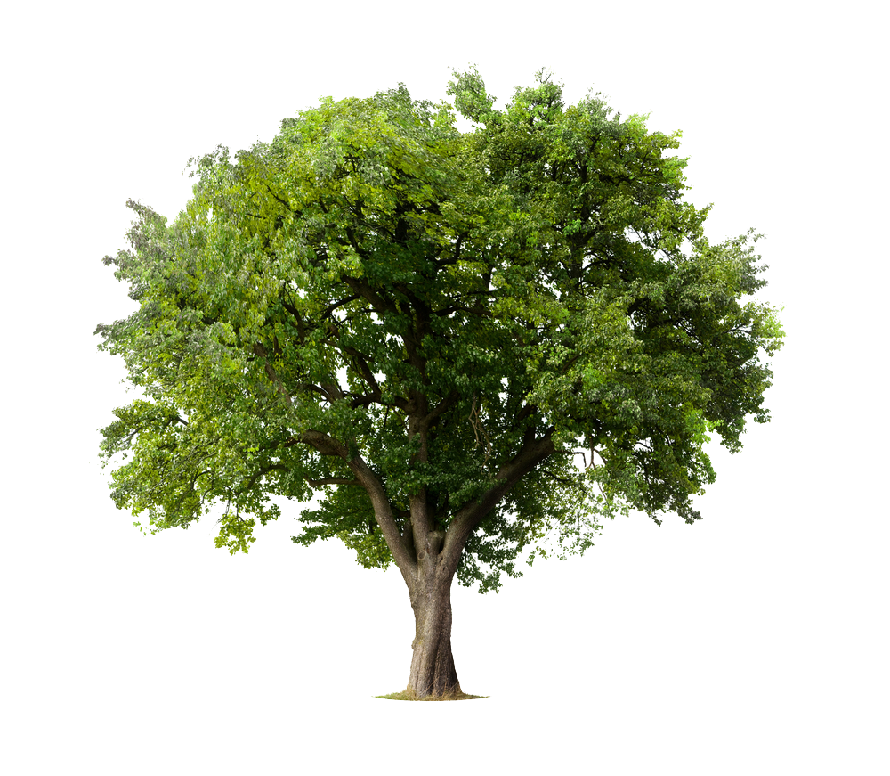 tree garden center