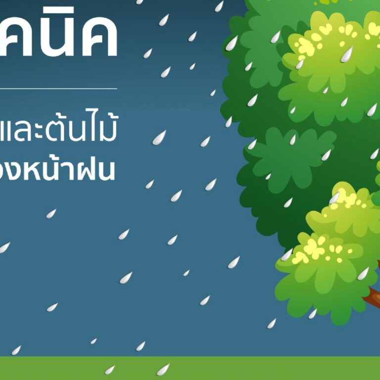 เทคนิคดูแลสวนและต้นไม้ช่วงหน้าฝน