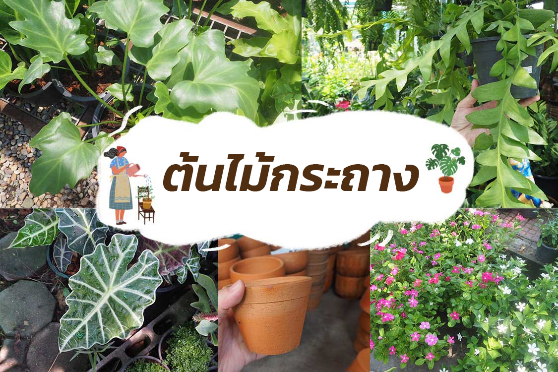 หมวดหมู่-ต้นไม้กระถาง