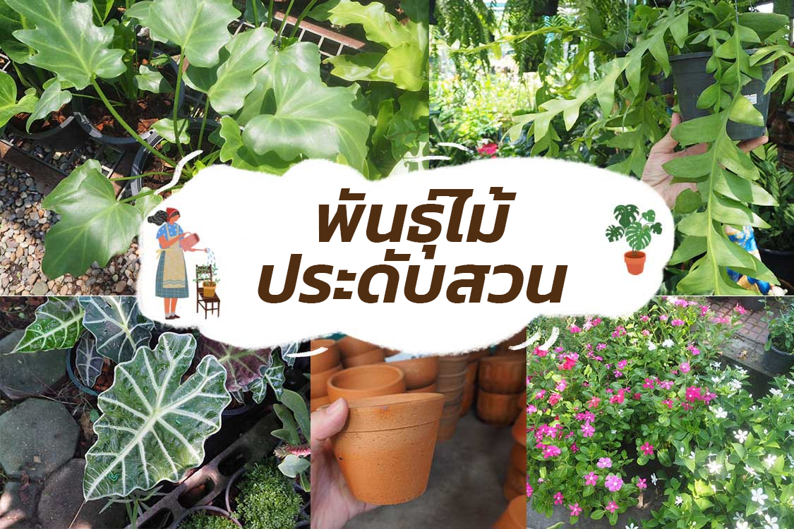 หมวดหมู่-พันธุ์ไม้ประดับสวน